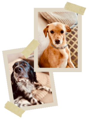 Cleo und Monte, die Namensgeber von CLEMONT